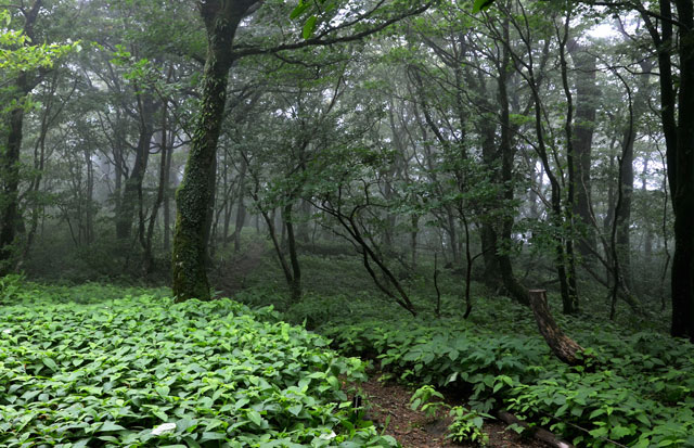 寂地山